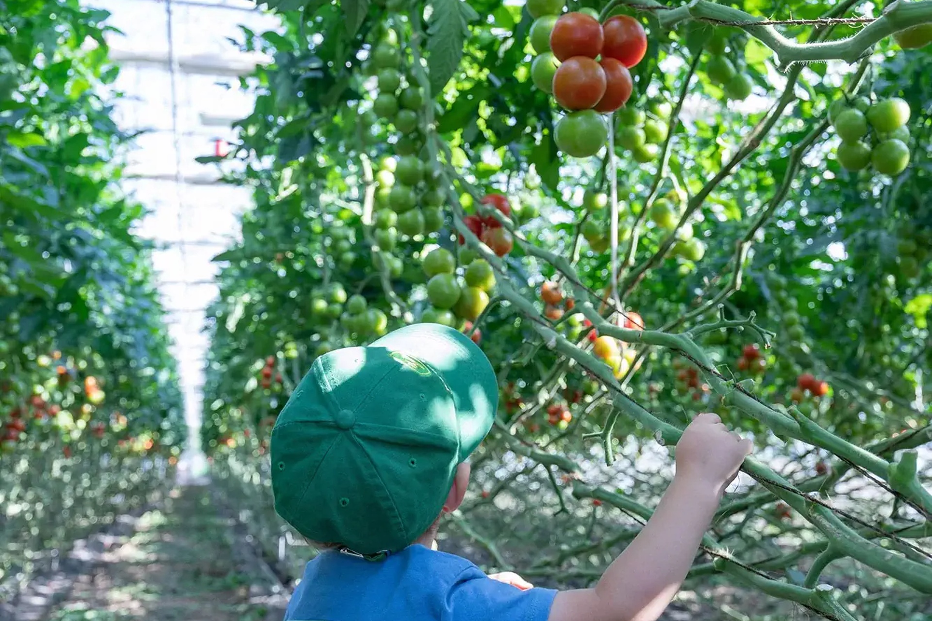 Niklas_Tomaten Niklas_Tomaten